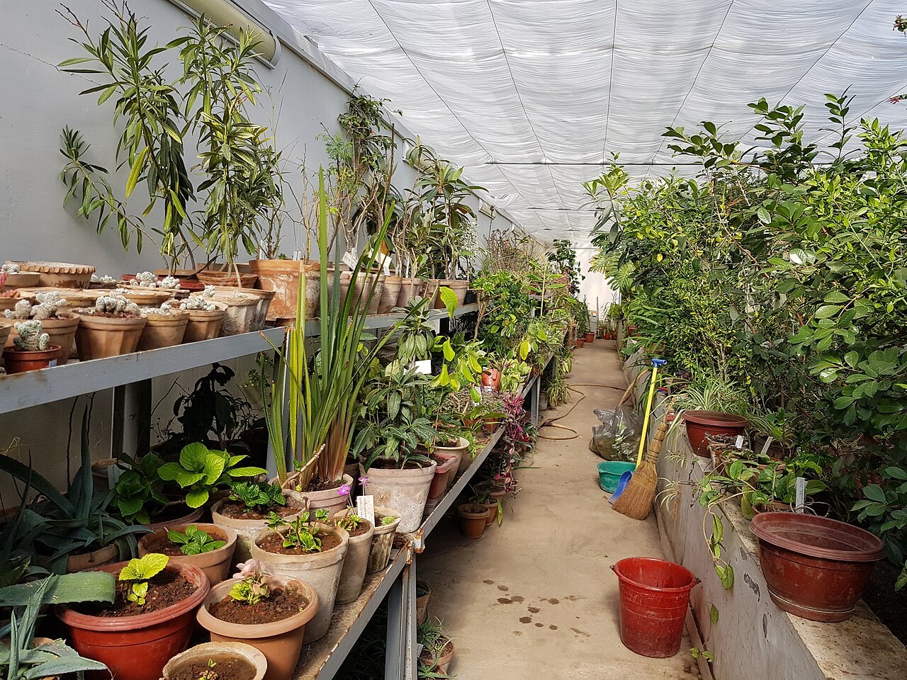 Greenhouse interior at Yerevan Botanical Garden; this is not an outdoor garden trail photograph